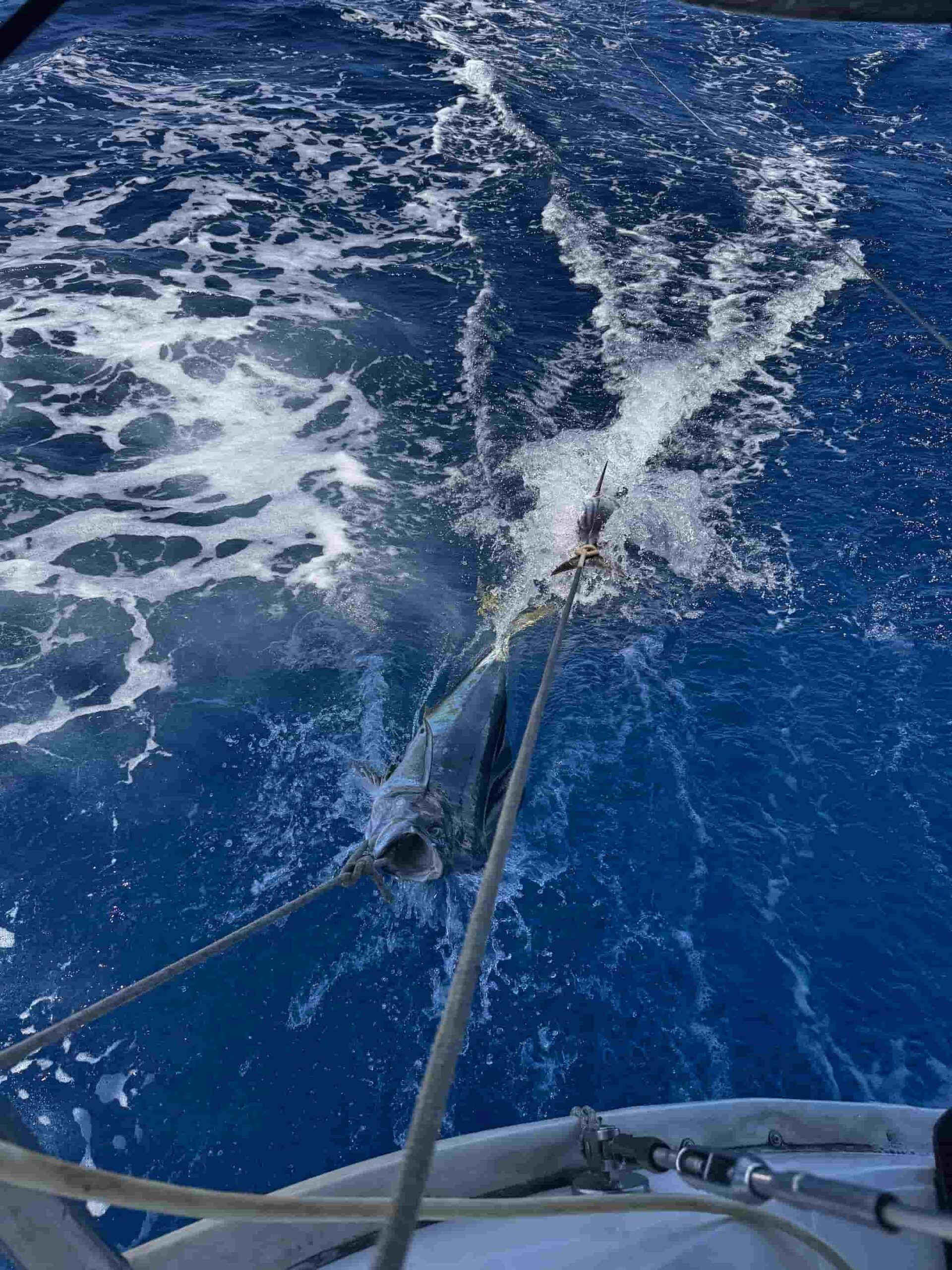Mahi-Mahi-Fiji