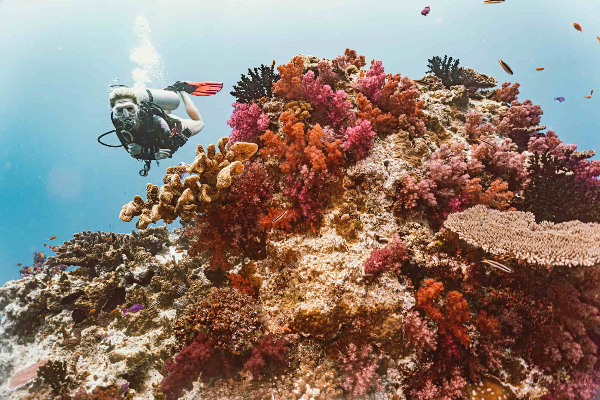 vibrant Fiji coral ecosystem - Fiji Adventure Sailing Charter